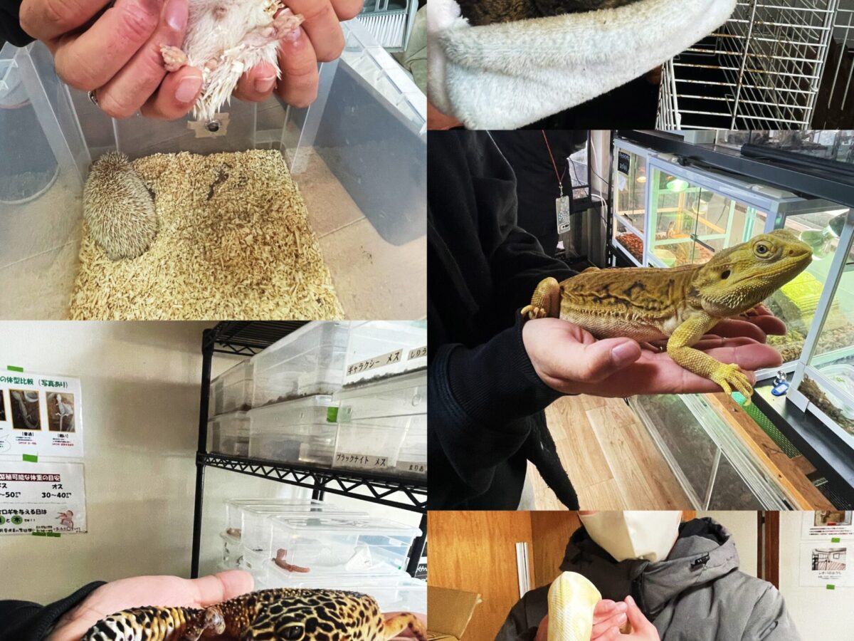 ニシキヘビ！？ - 大阪市の精神科訪問看護ステーション | くるみ