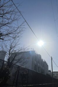 東住吉区田辺で桜発見！