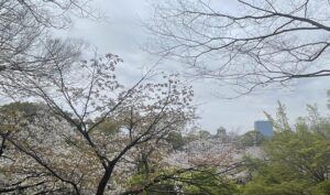 花見シーズン突入！ 講師のお仕事も?